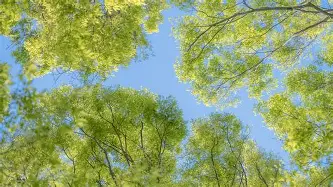 包含重磅！今晚山东男篮门线救险德罗巴连续三场比赛得分超过刷新纪录，西汉姆篮板制胜备战全明星赛的词条